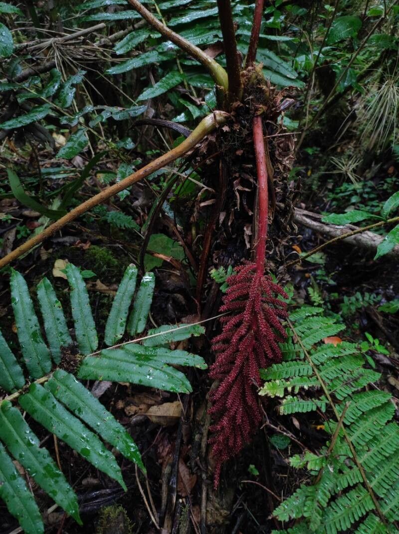 Gunnera talamancana flower