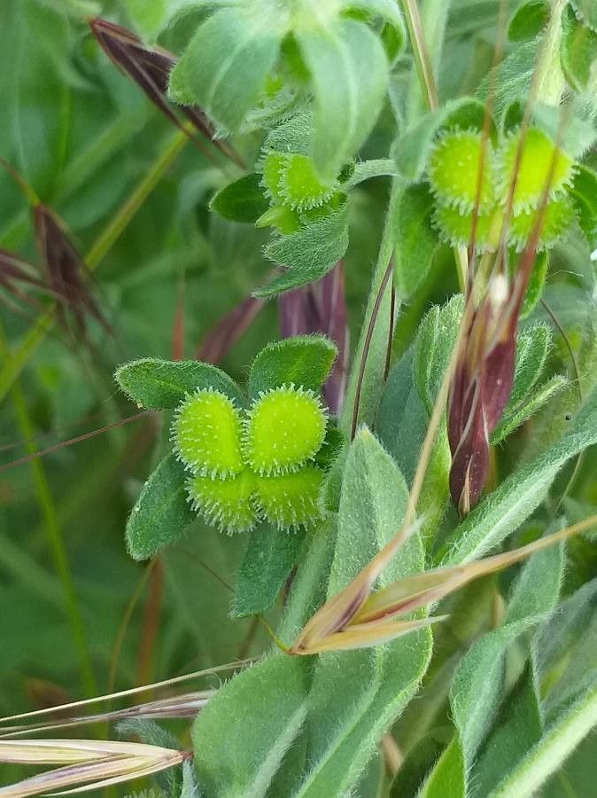 Cynoglossum creticum fruit