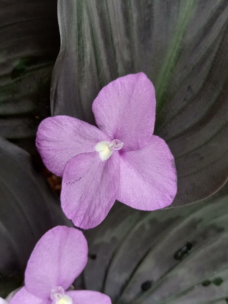 Kaempferia pulchra flower