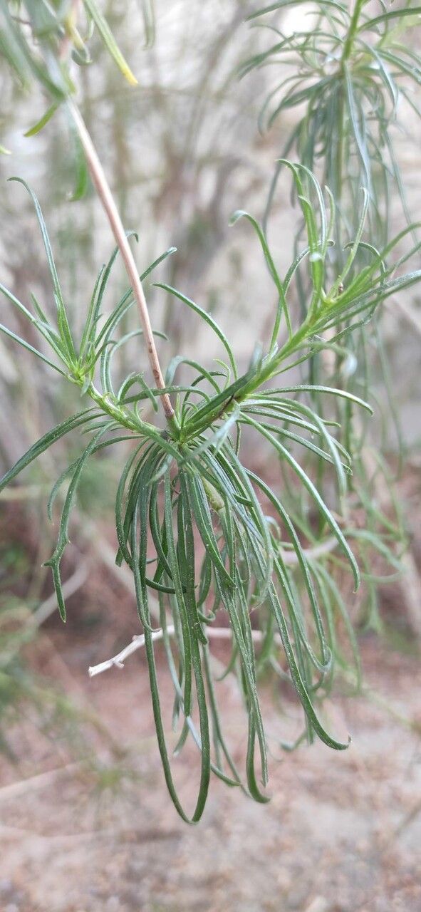 Euryops abrotanifolius — related species from the same genus