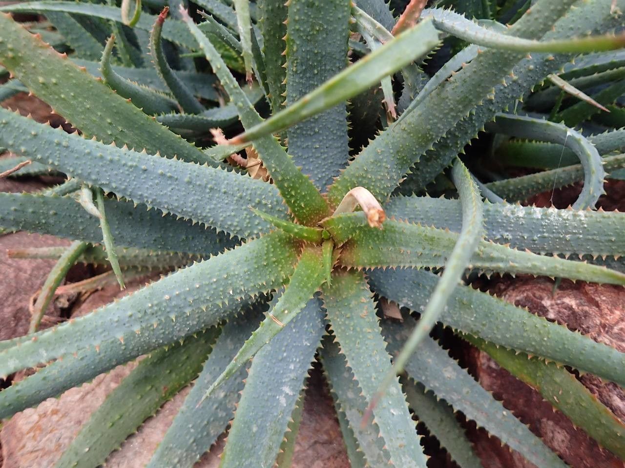 Aloe parvula habit