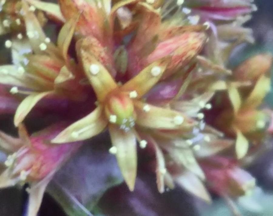 Umbilicus parviflorus flower