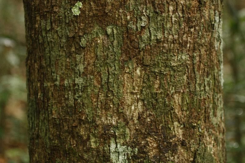 Andira coriacea bark