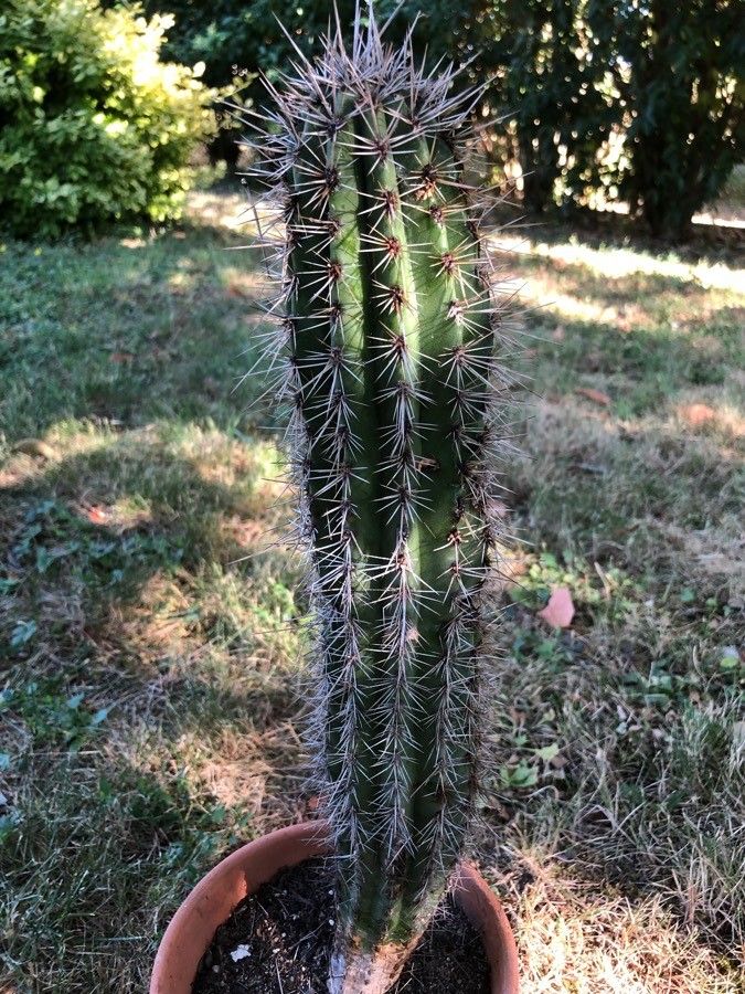 Carnegiea gigantea fruit