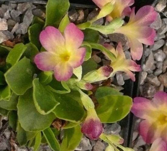 Primula × obovata — houseplant care guide