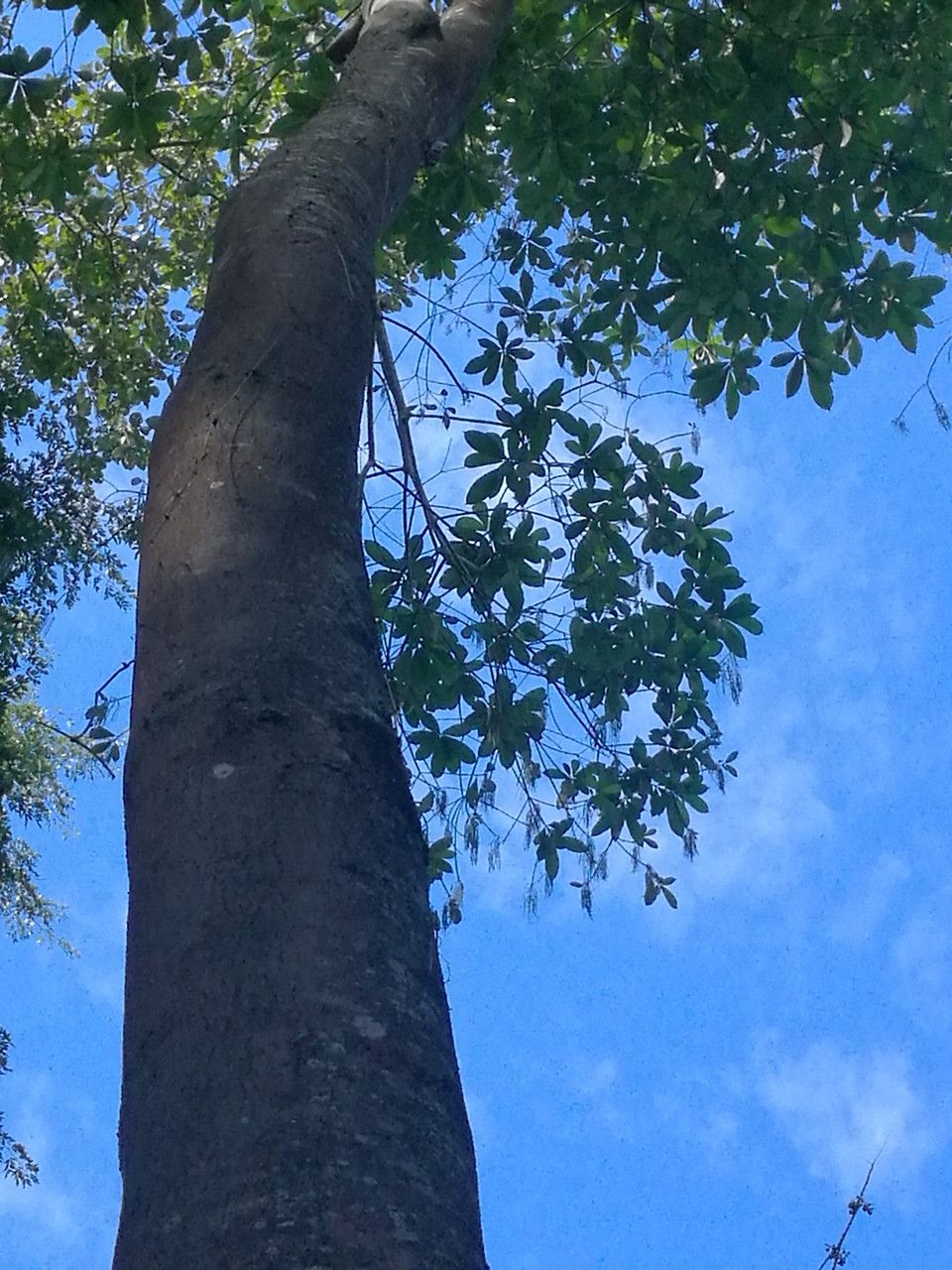Alstonia macrophylla bark