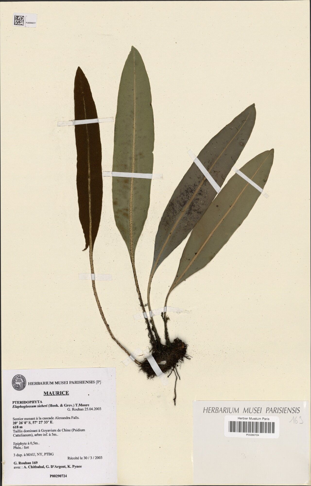 Elaphoglossum sieberi — houseplant care guide