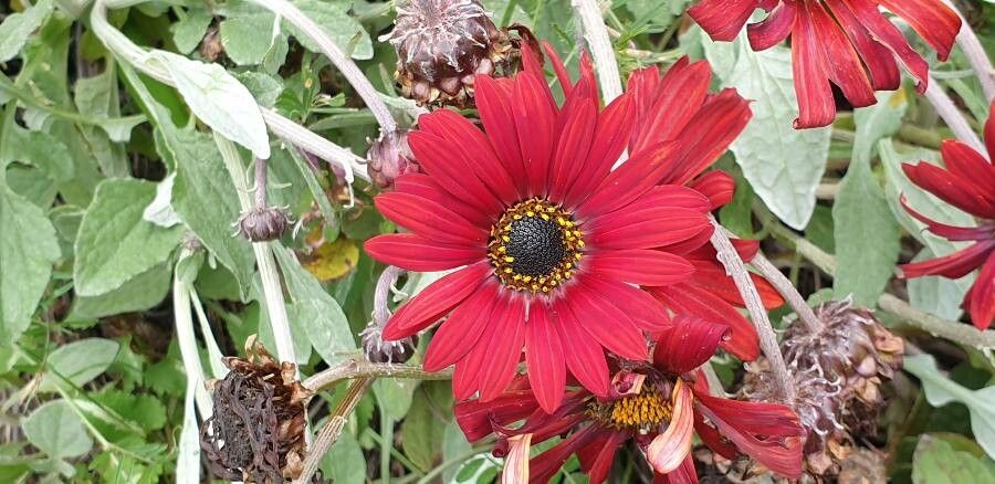 Arctotis stoechadifolia flower