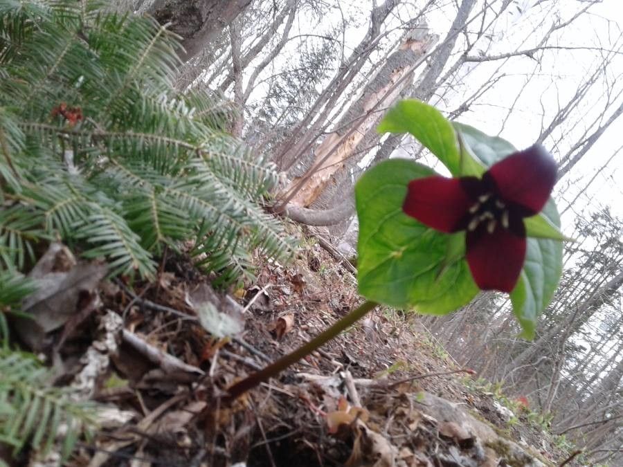 Trillium vaseyi — search result for 'Trillium'