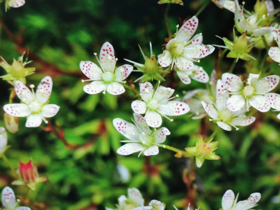 Saxifraga bronchialis flower