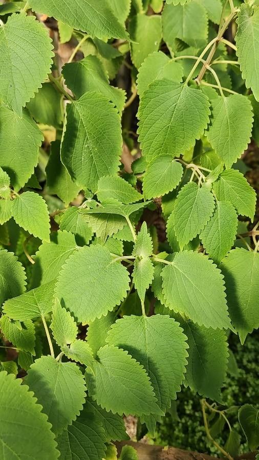 Coleus livingstonei — houseplant care guide