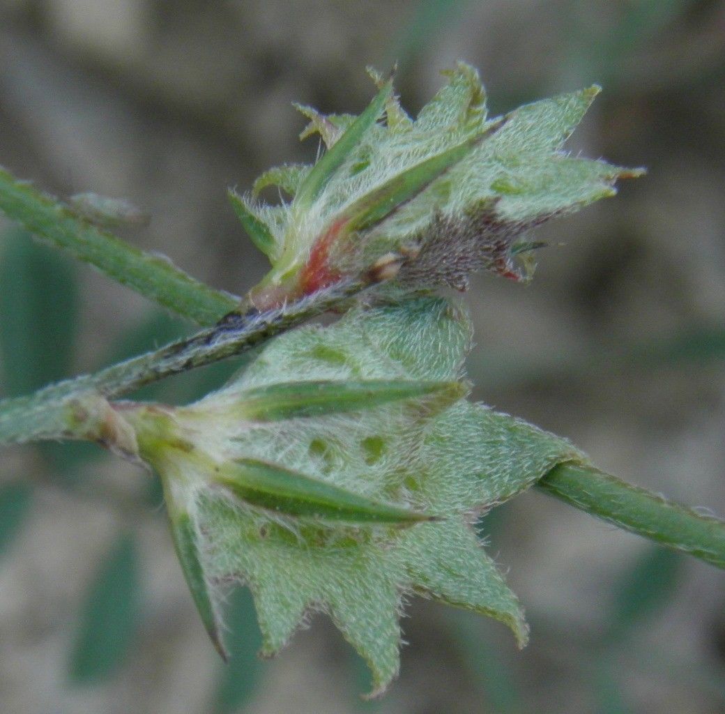 Onobrychis aequidentata fruit