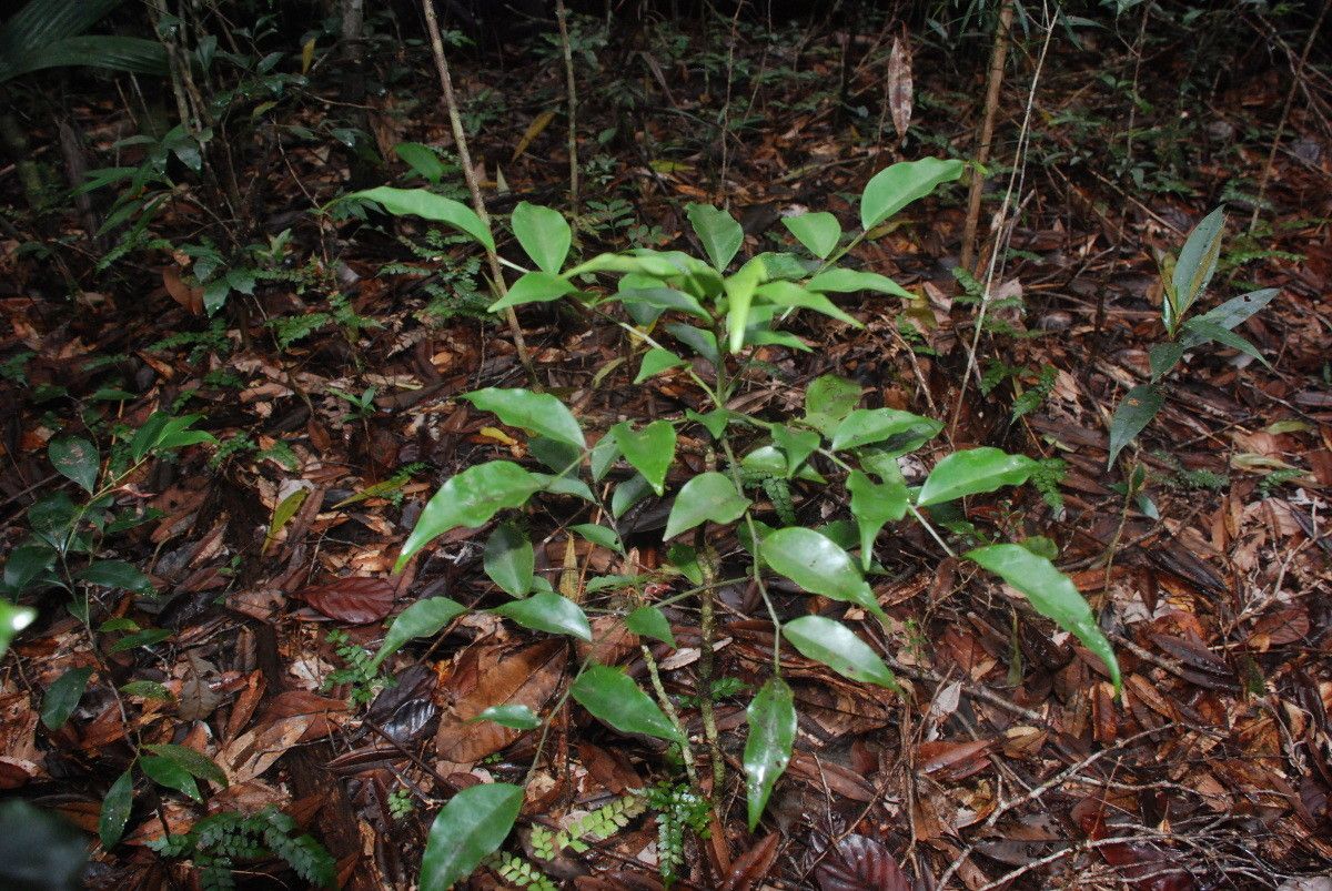 Phyllanthus yvettae — houseplant care guide