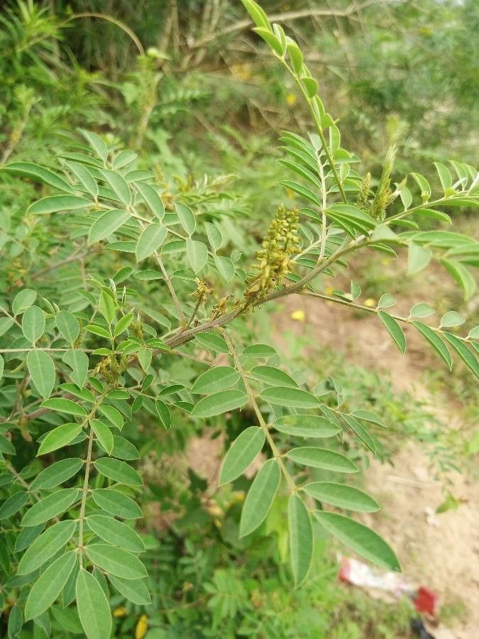 Indigofera arrecta flower