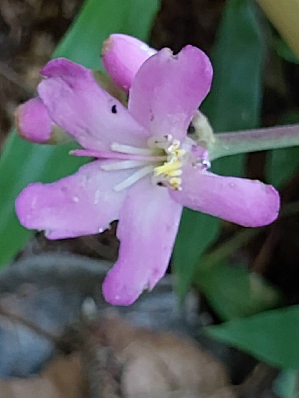 Medinilla quadrangularis flower