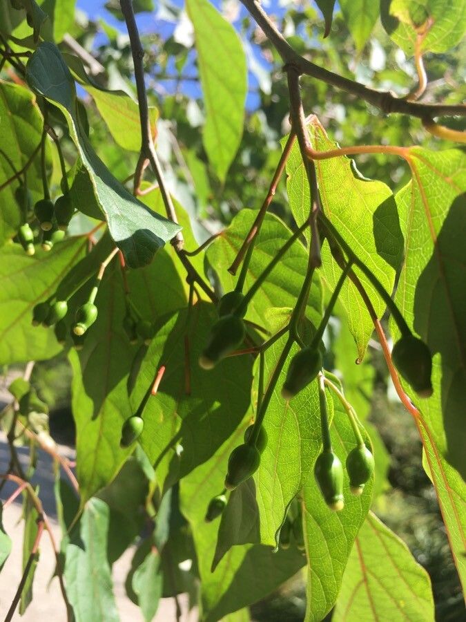 Alangium chinense fruit