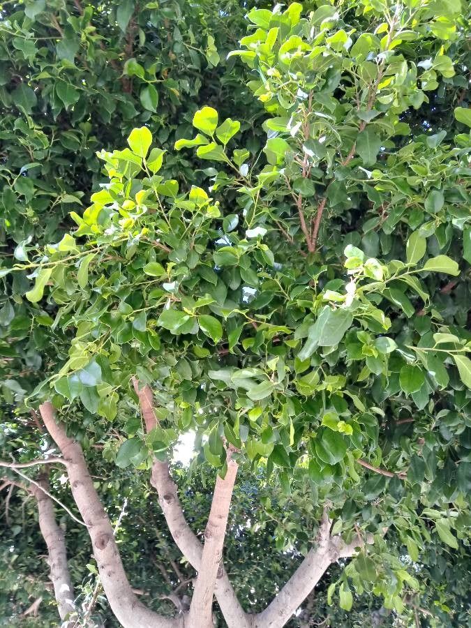 Ficus microphylla — houseplant care guide