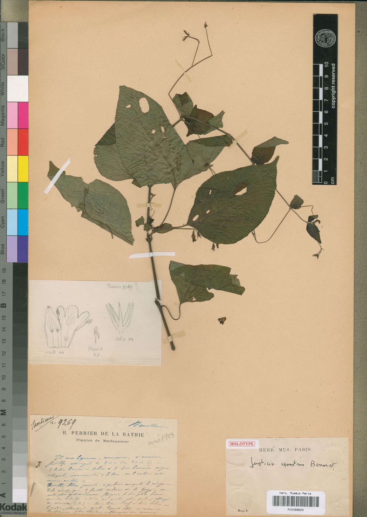 Justicia equestris — houseplant care guide