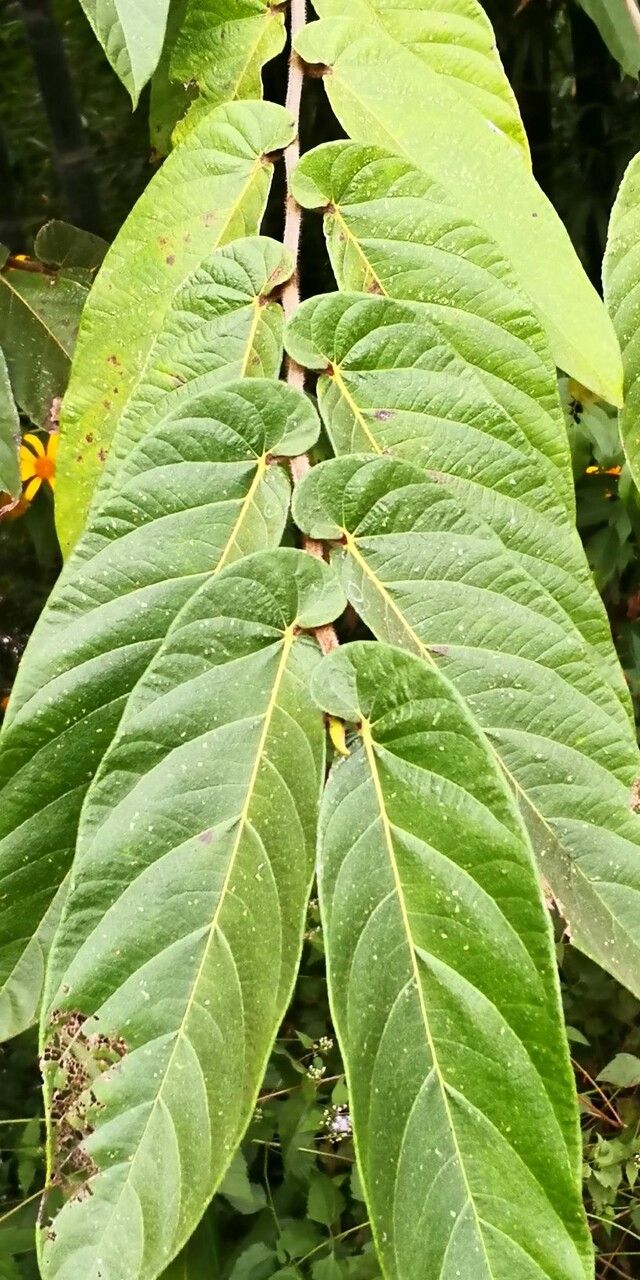 Ficus semicordata — houseplant care guide