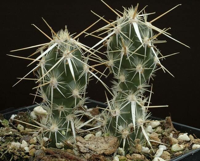 Grusonia clavata habit