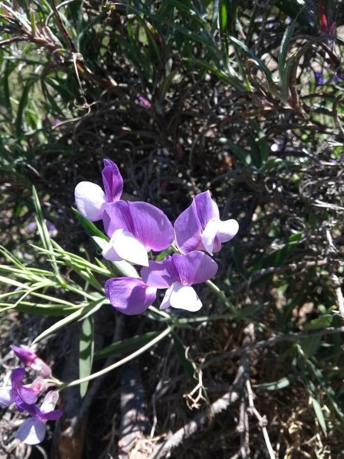 Lathyrus magellanicus — search result for 'Lathyrus'
