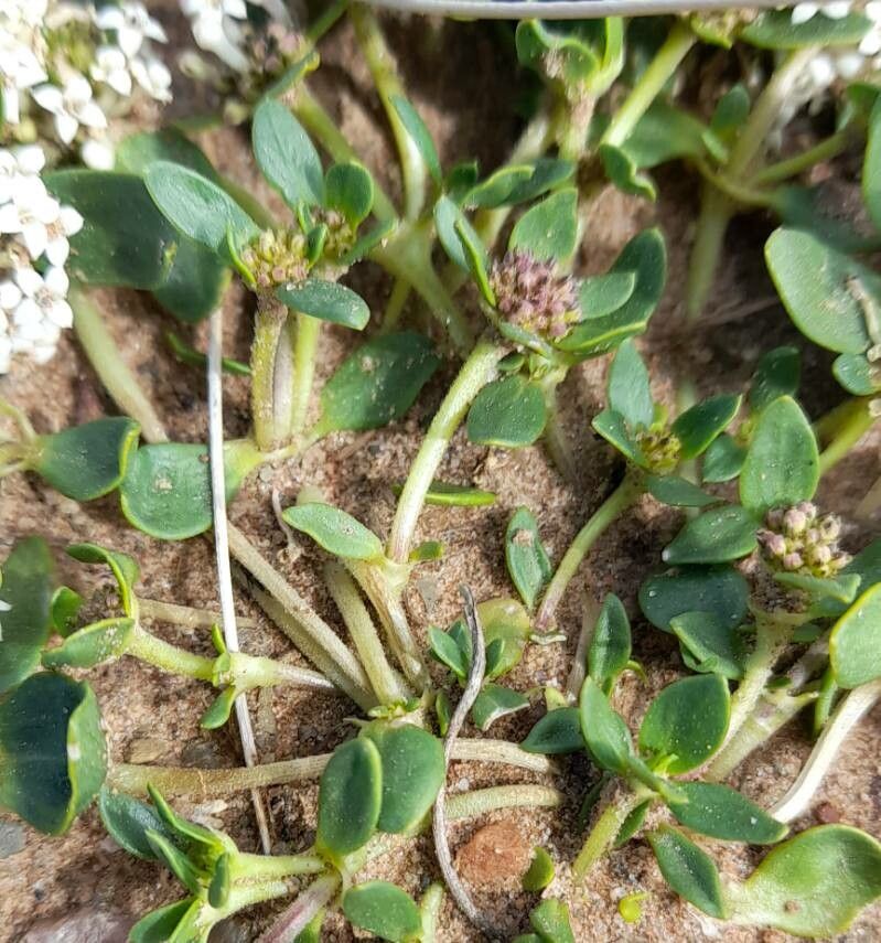 Mitracarpus brevis — related species from the same genus