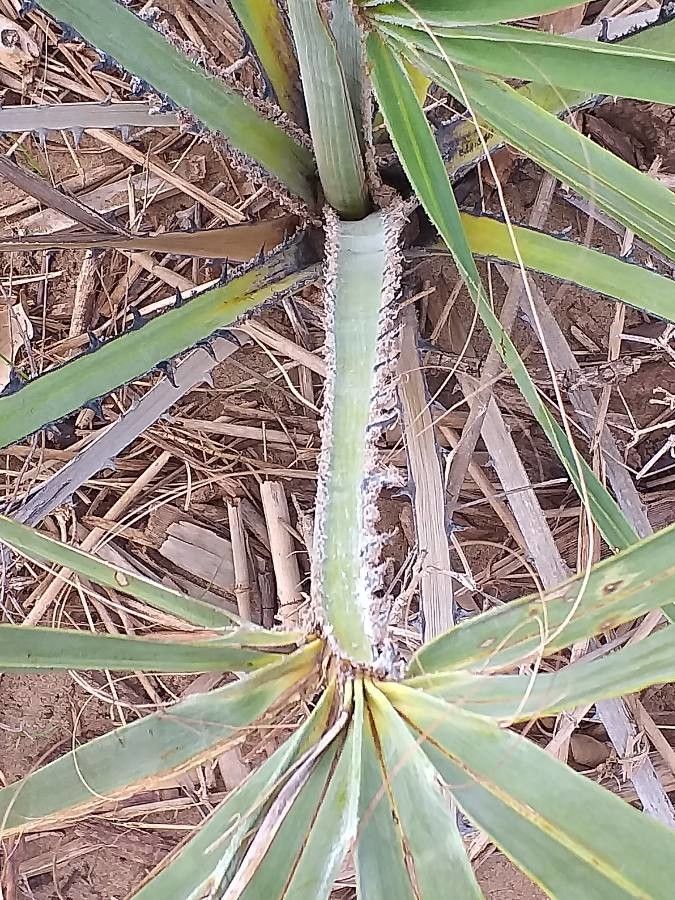 Borassus aethiopum leaf