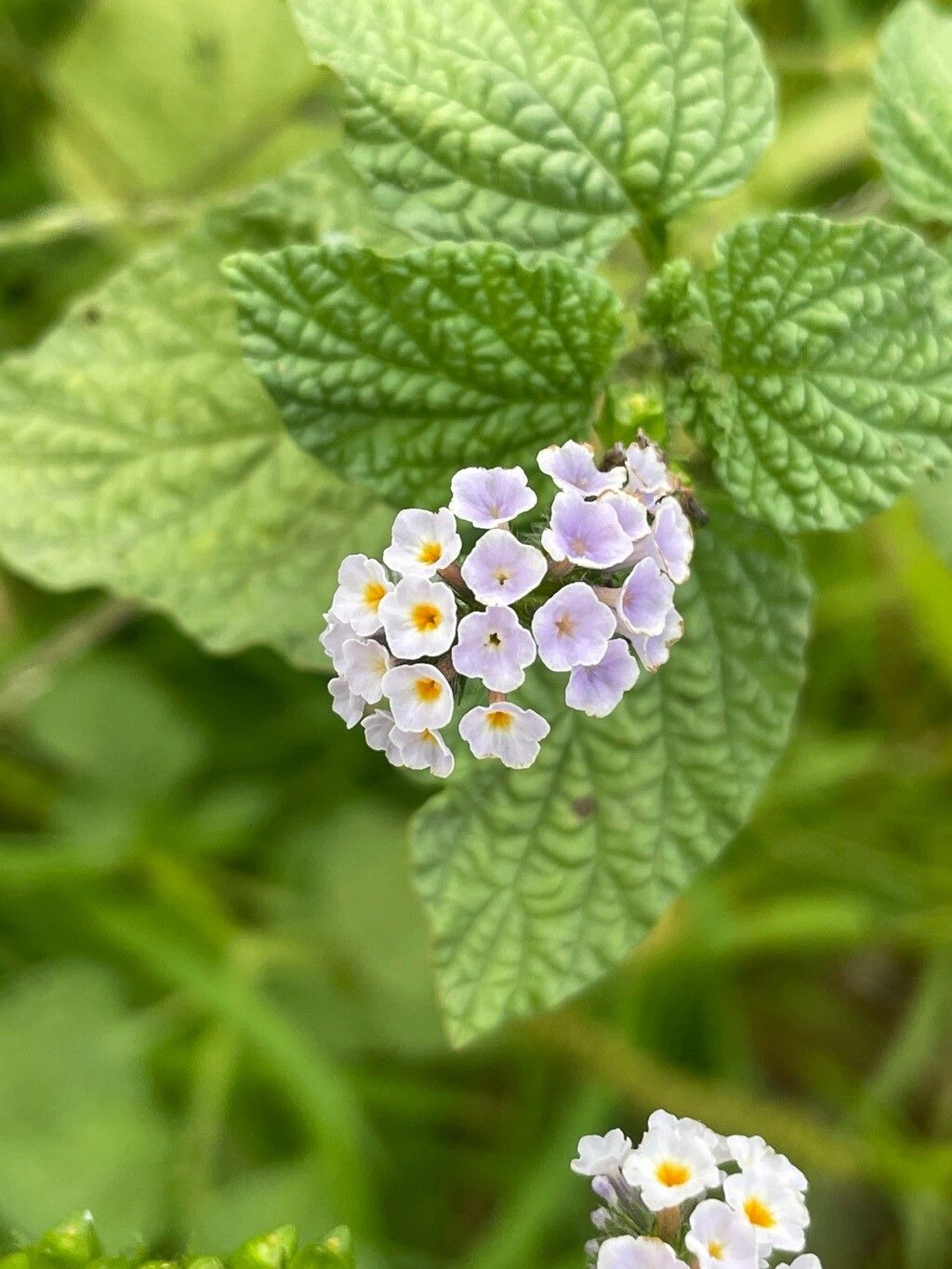 Heliotropium elongatum flower