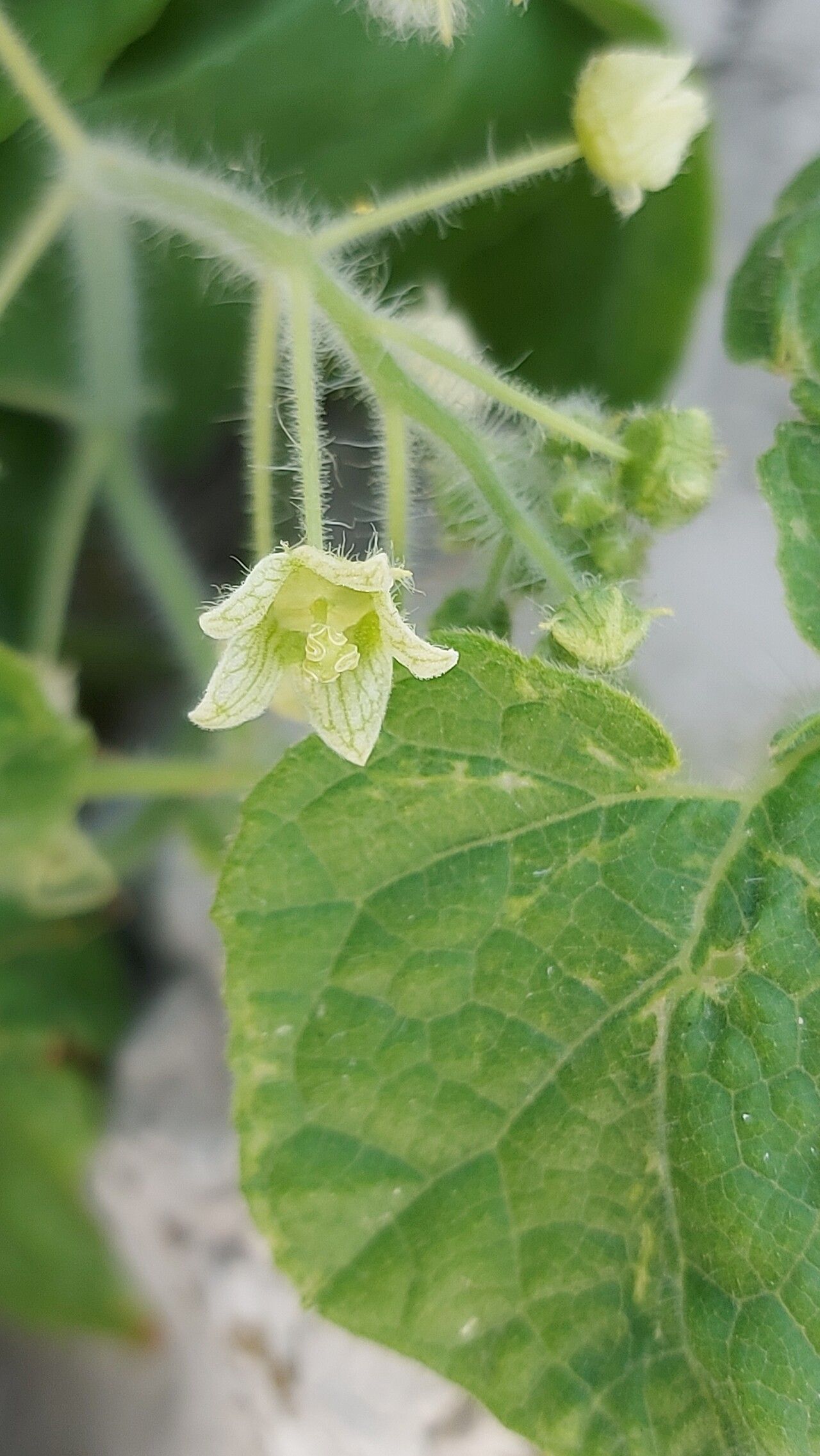 Bryonia syriaca flower