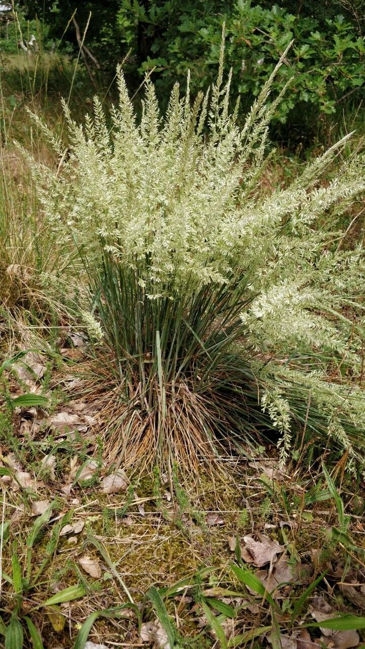 Koeleria albescens habit