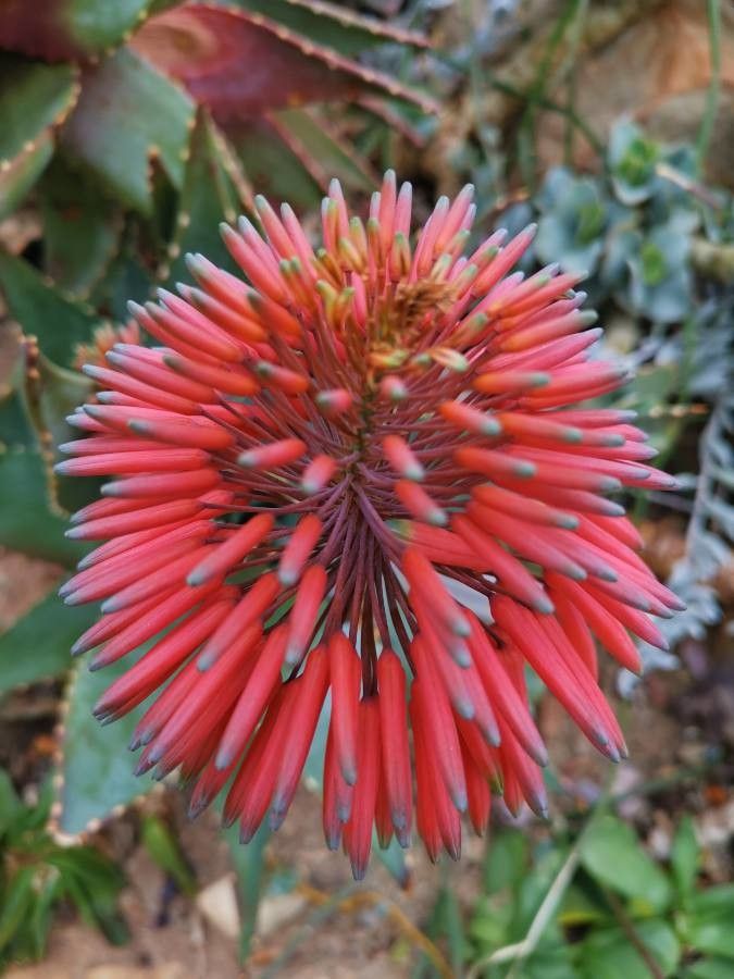 Aloe comptonii — houseplant care guide