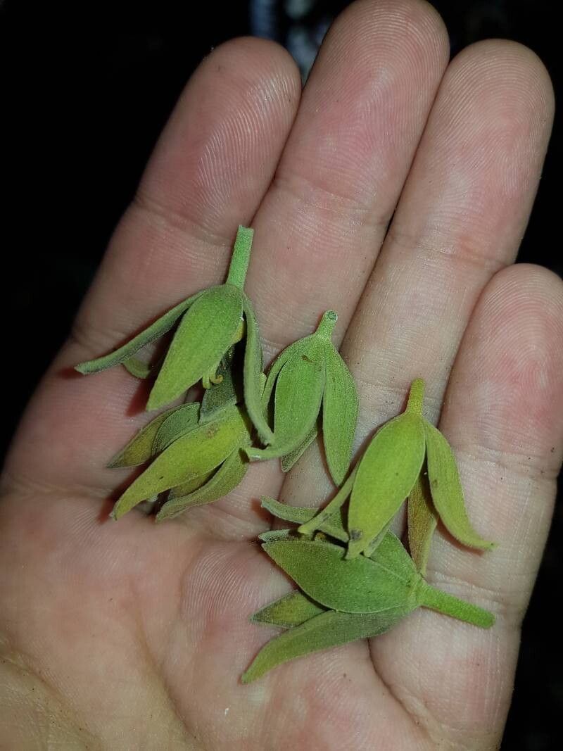 Pterygota excelsa — related species from the same genus