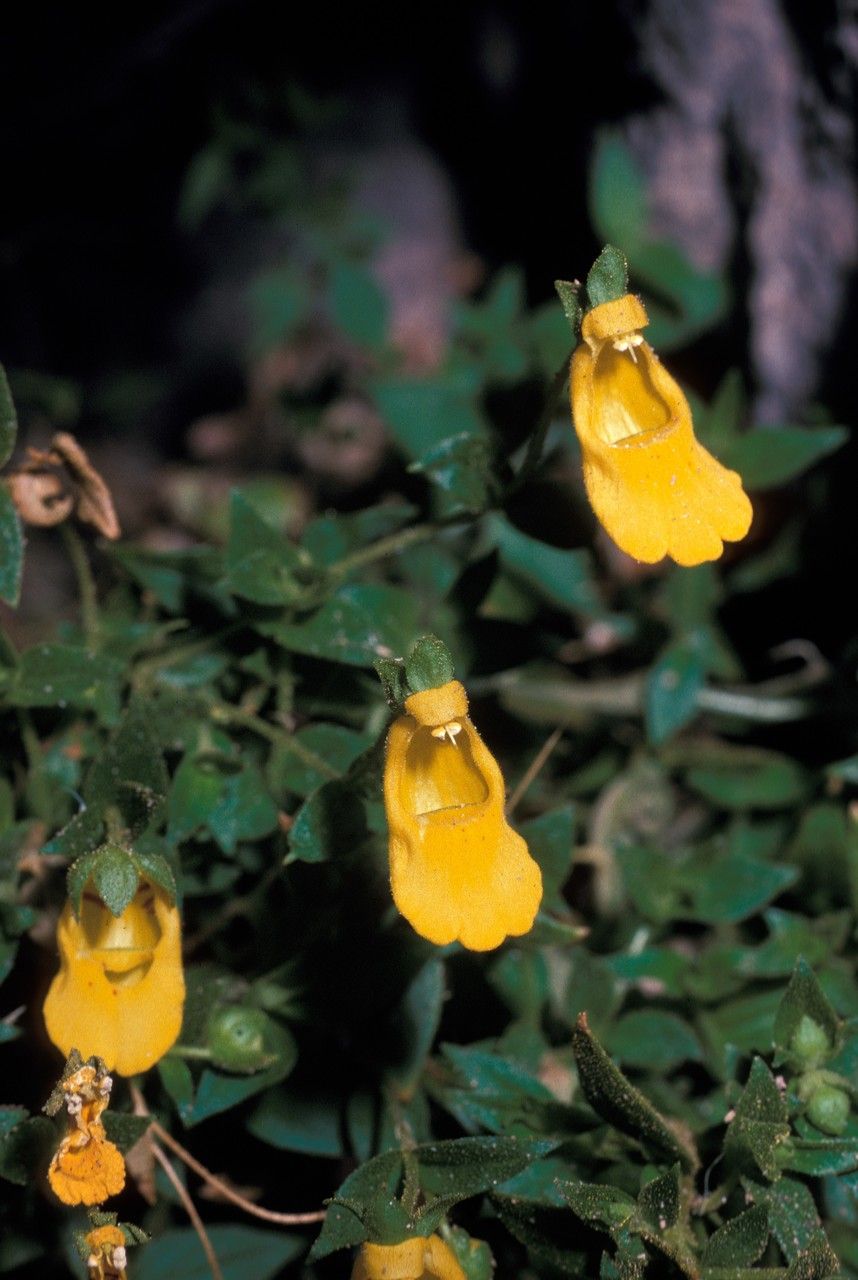 Calceolaria pinifolia flower