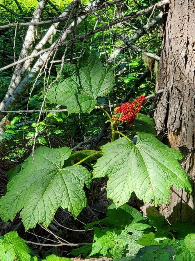 Oplopanax horridus flower