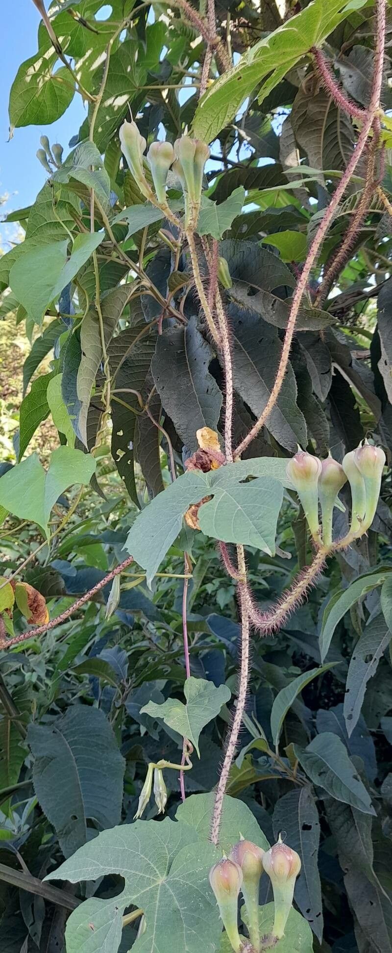 Ipomoea setosa habit