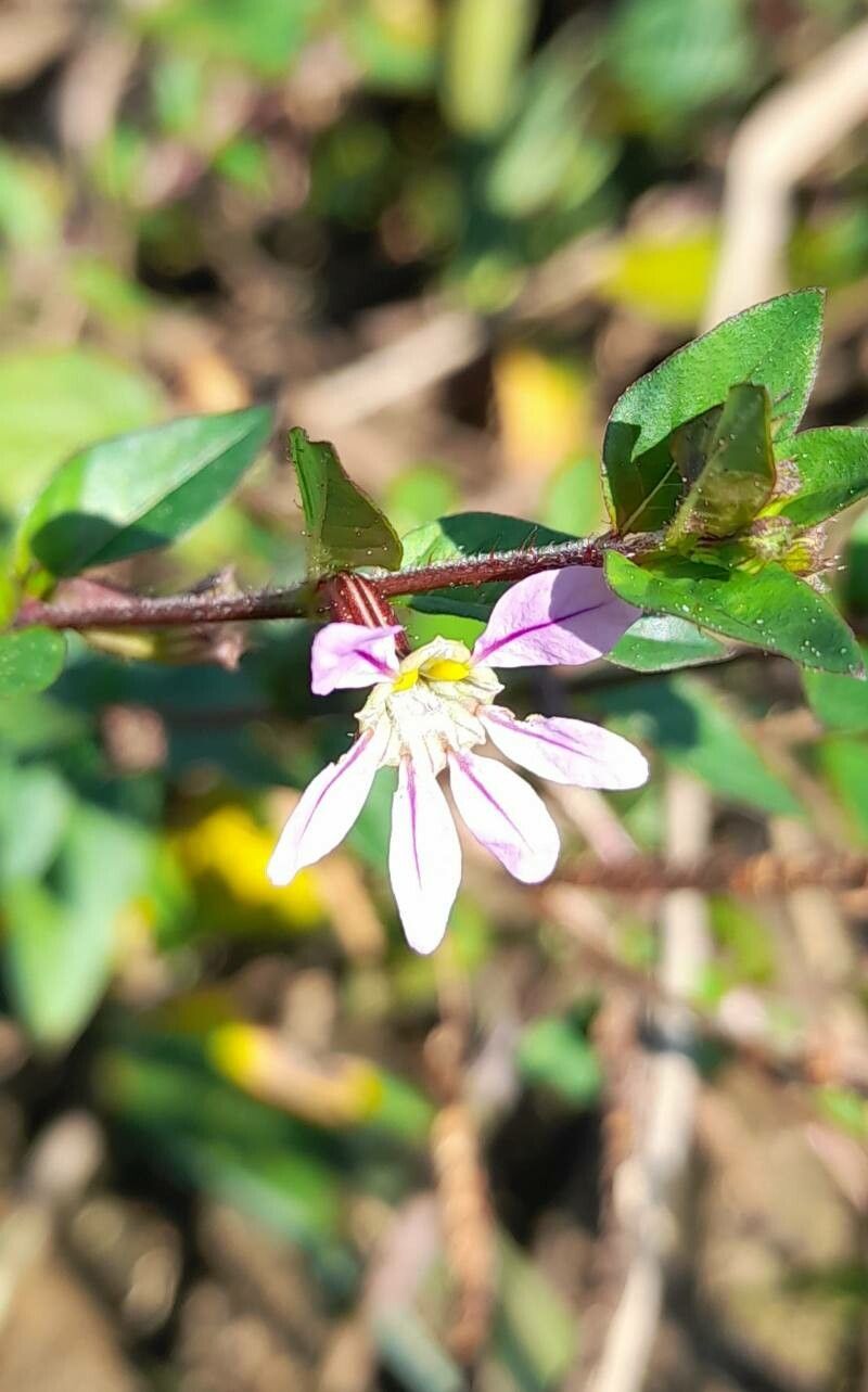 Cuphea tuberosa flower