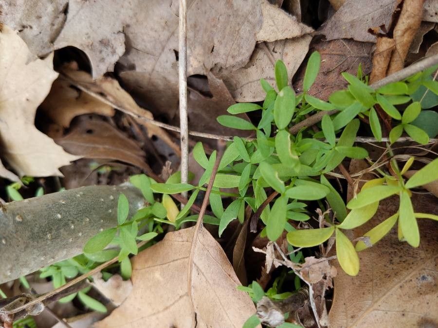 Floerkea proserpinacoides leaf