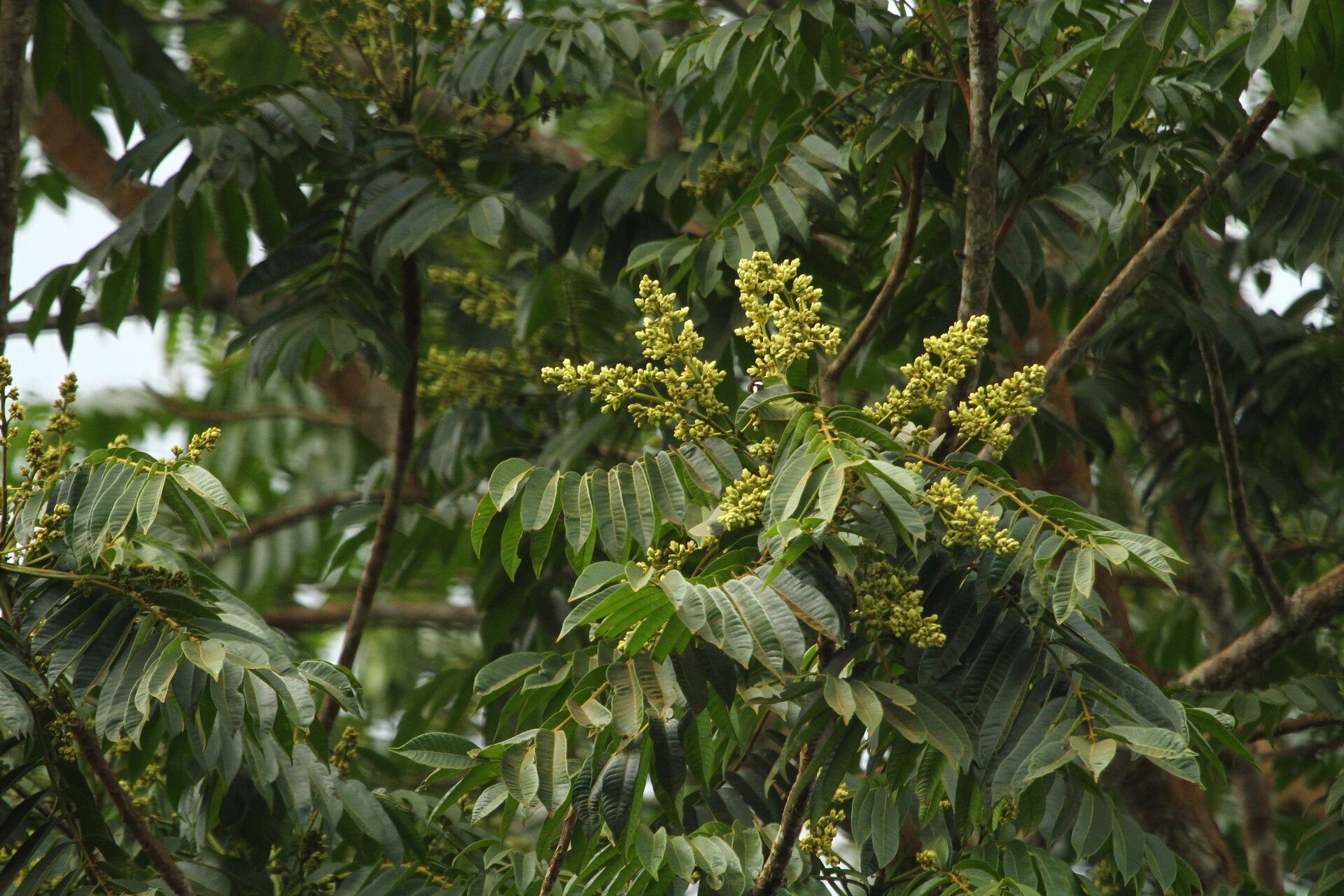 Canarium schweinfurthii flower