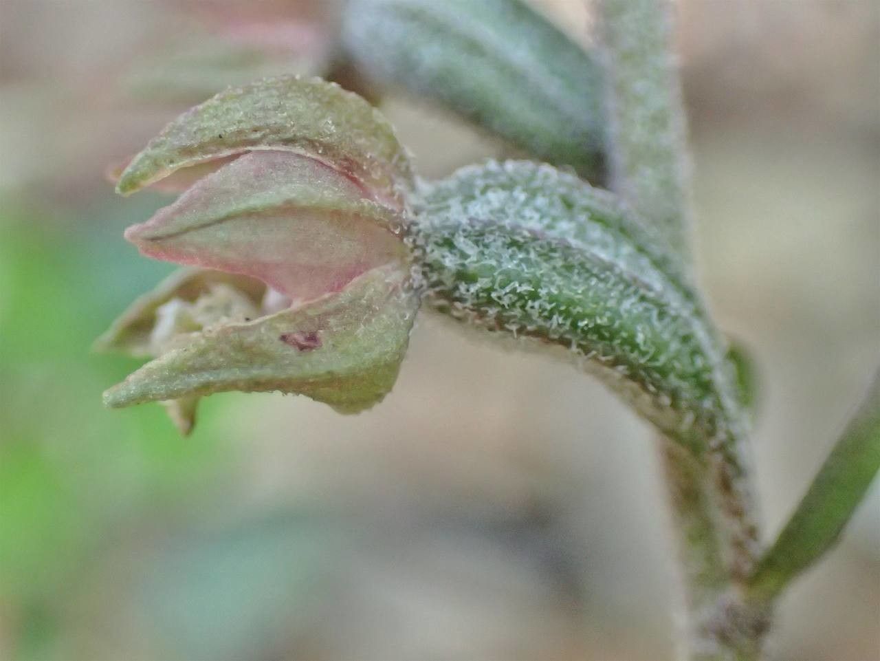 Epipactis microphylla fruit