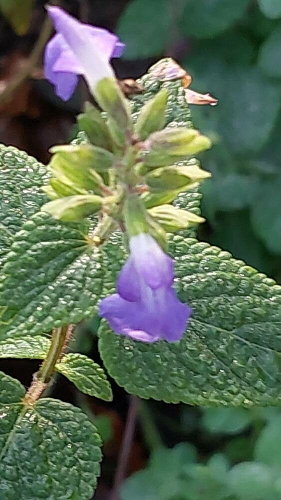 Salvia circinnata flower