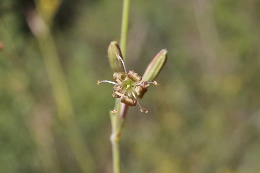 Silene skorpilii flower