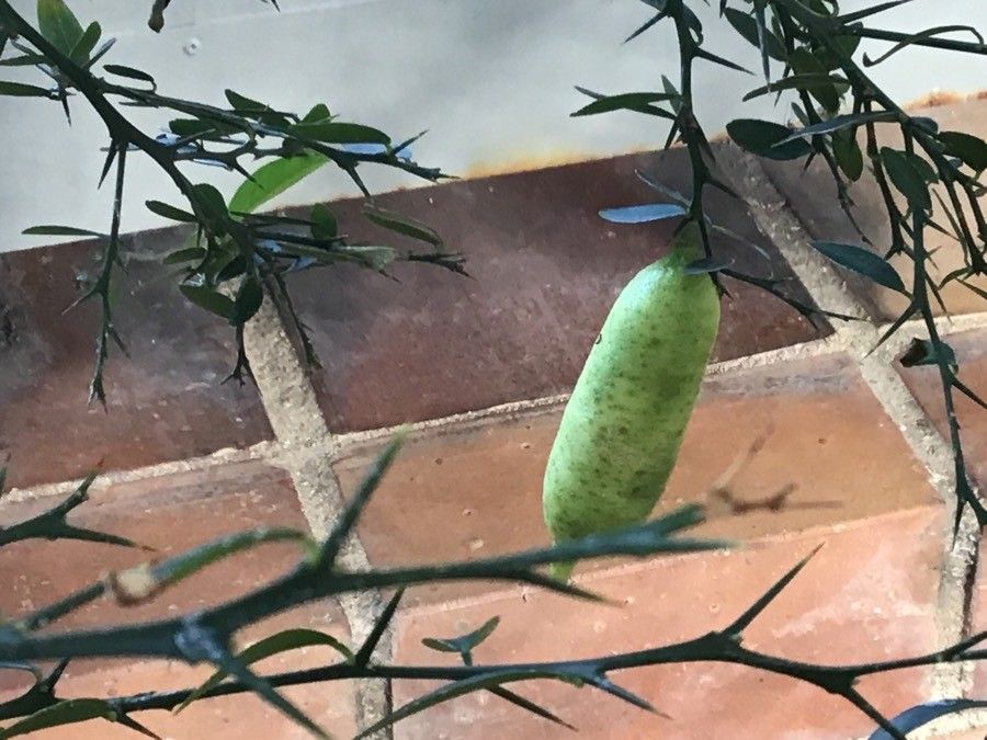 Citrus australasica fruit