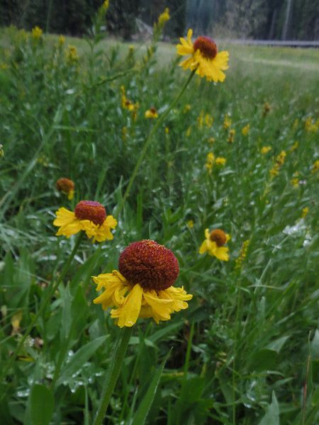 Helenium bigelovii habit