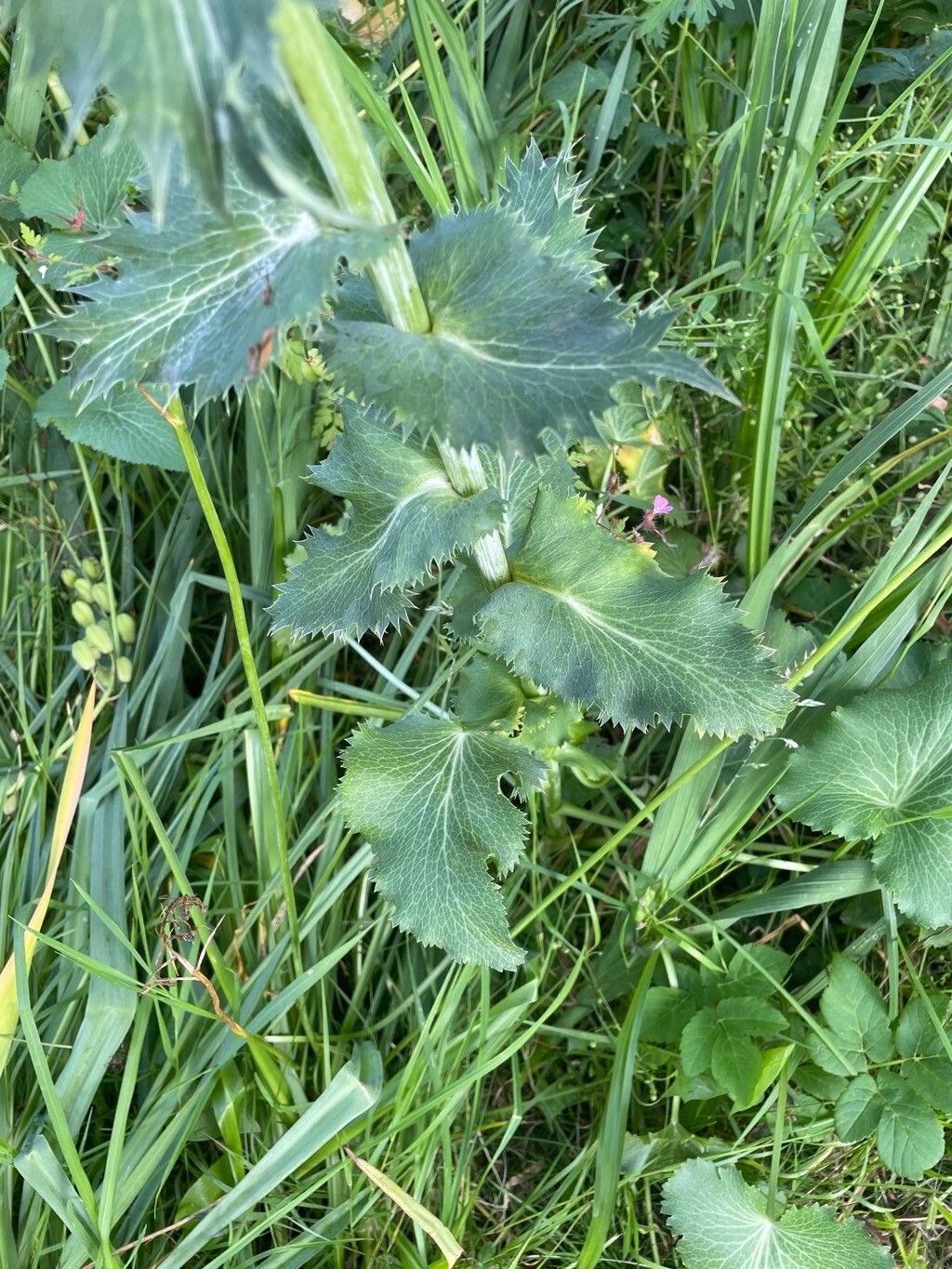 Eryngium giganteum — search result for 'Eryngium'