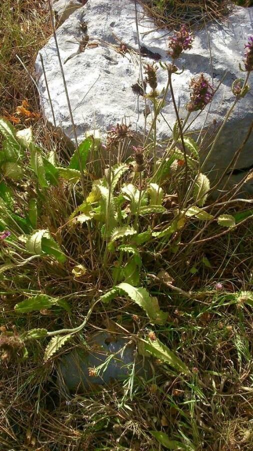 Betonica officinalis — search result for 'Stachys'