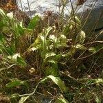 Betonica officinalis