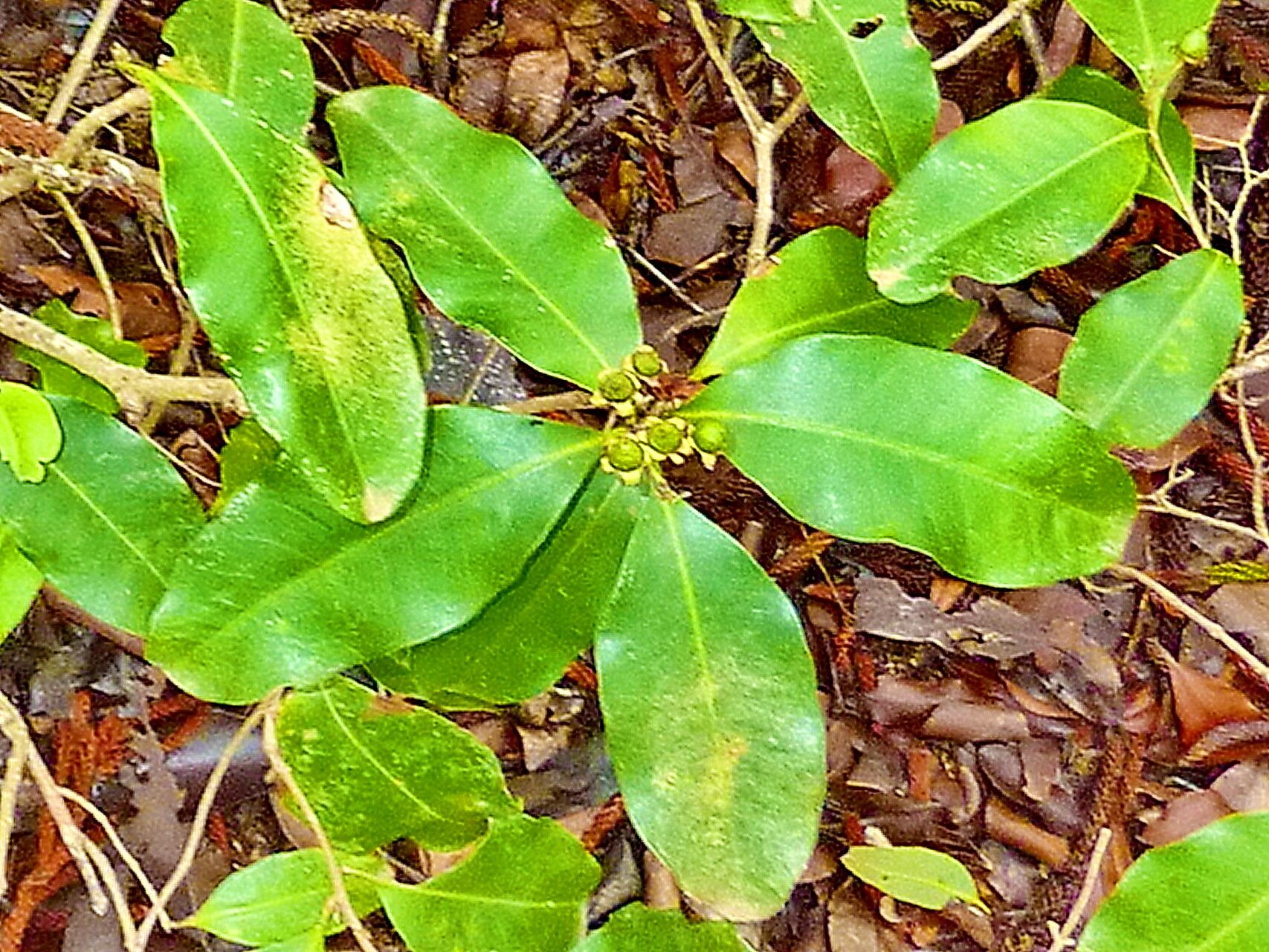 Xanthostemon oppositifolius — houseplant care guide