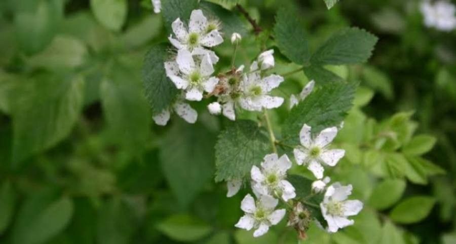 Rubus pensilvanicus flower