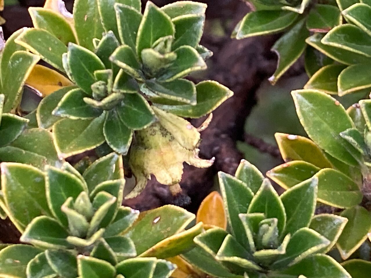 Escallonia myrtilloides flower
