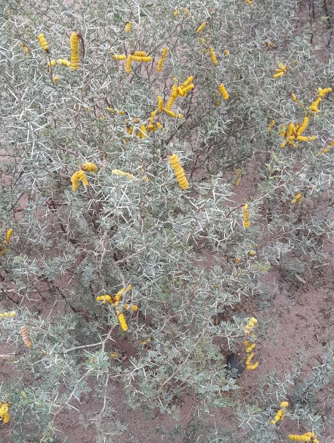 Prosopis strombulifera habit